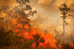 Bush fire