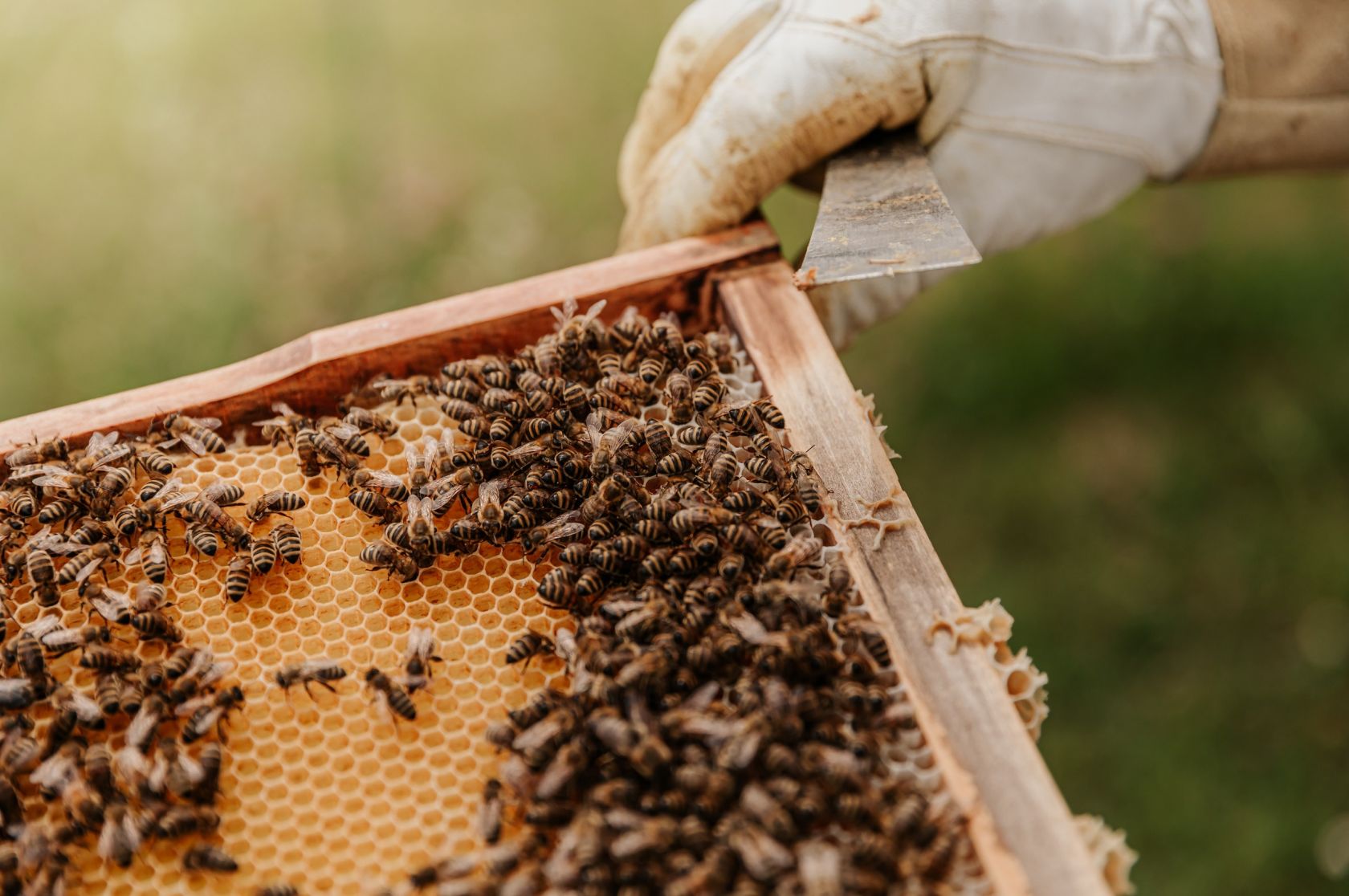 Protecting honey bees from deadly threat | Mirage News