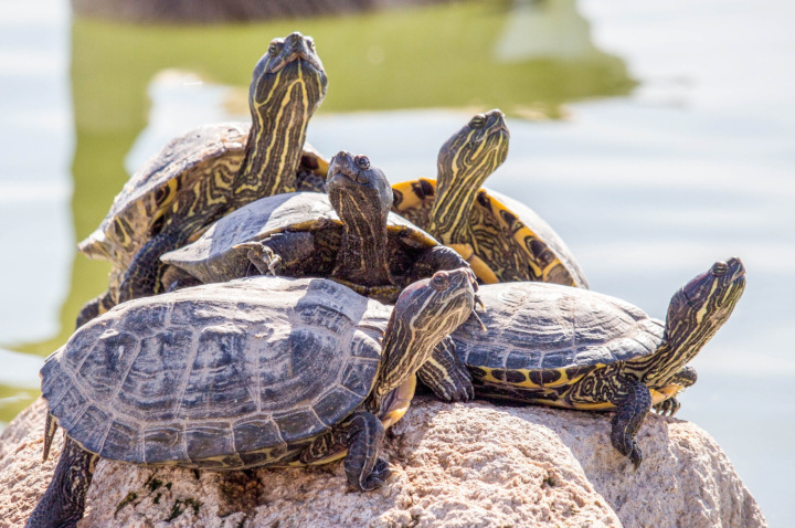 Freshwater turtles found basking in the moonlight, News, La Trobe University