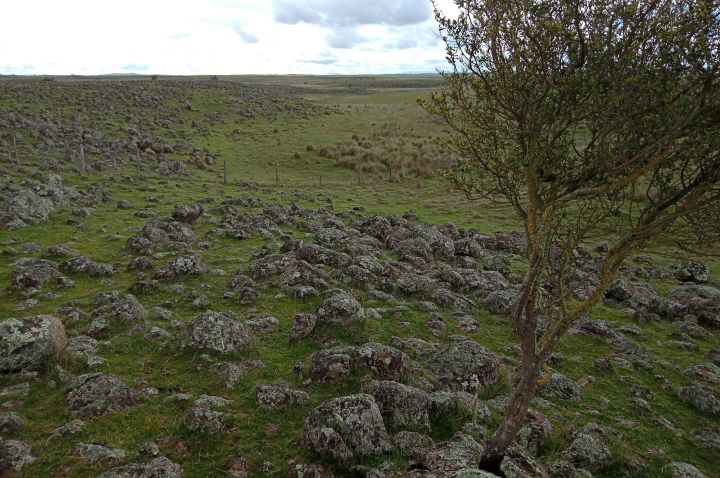 Victorian Volcanic Plains grassland on Tiverton