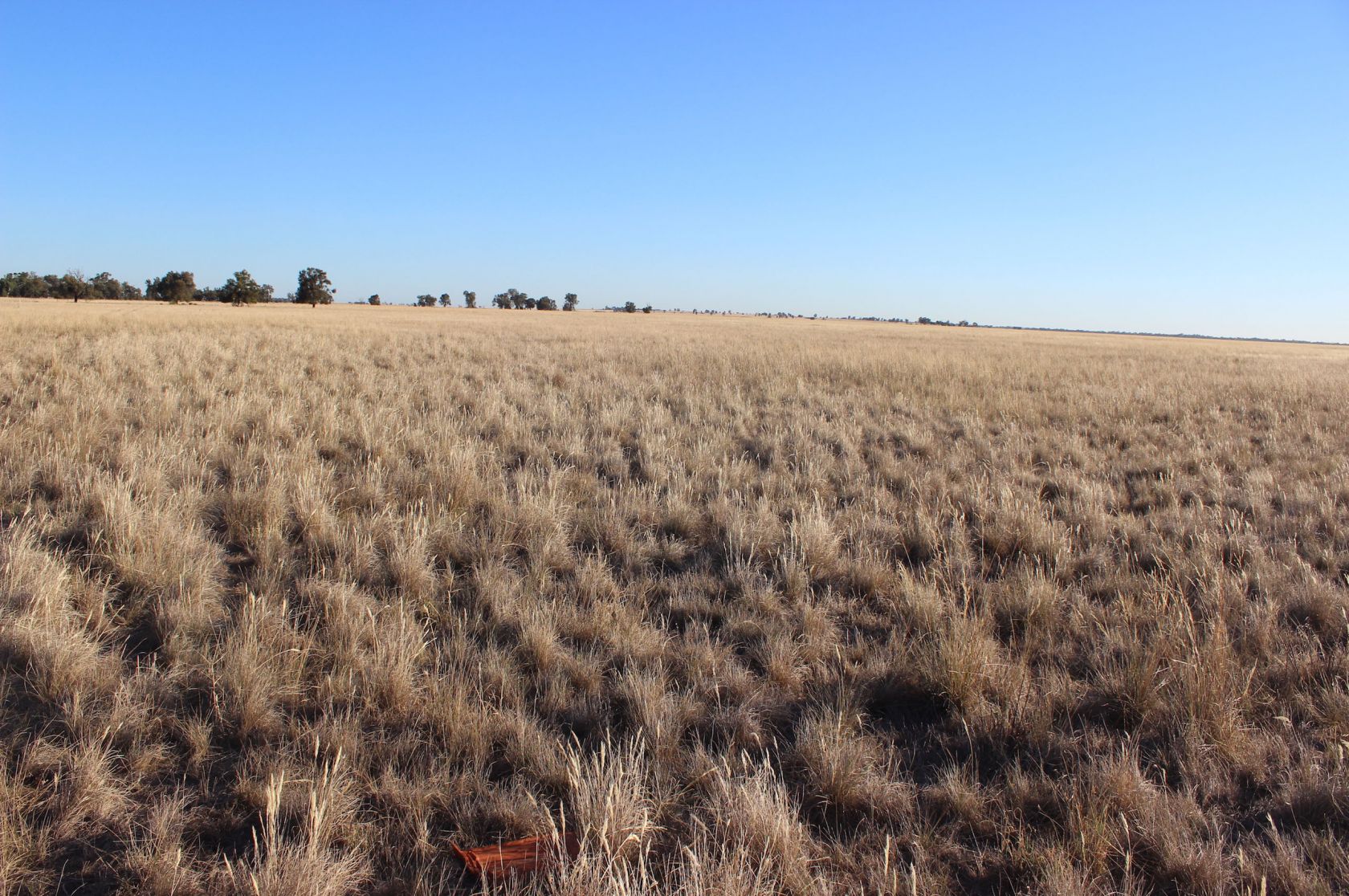 Managing grasslands for the Plains-wanderer and other fauna, Research ...