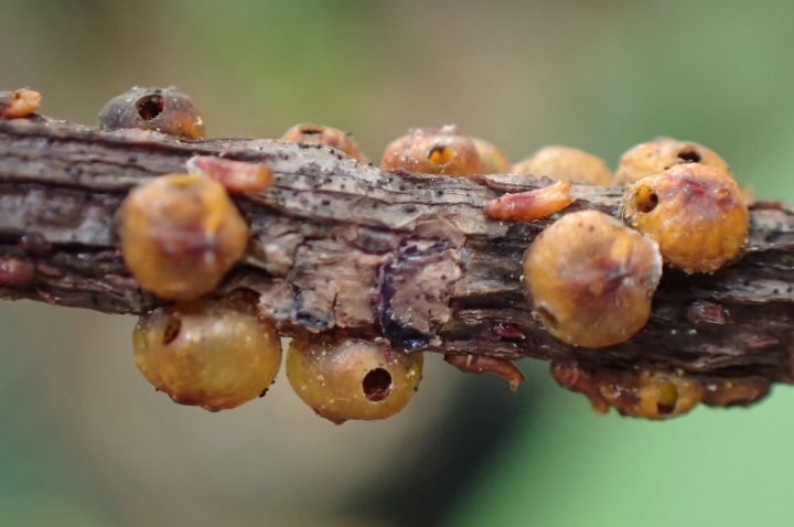 The scale insect Tachardina aurantiaca. Provides honeydue for the yellow crazy ant supercolonies Photo credit: K. E. Harms 